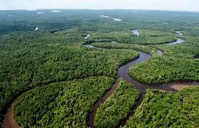 West Papua Forest Frontier