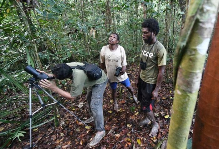 Papua Birds of Paradise