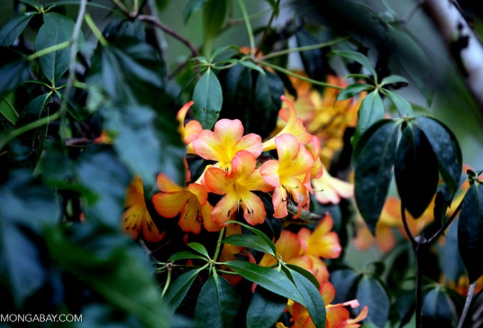 Most Plant Species in the World