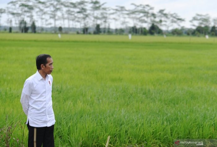 Food estate in Papua