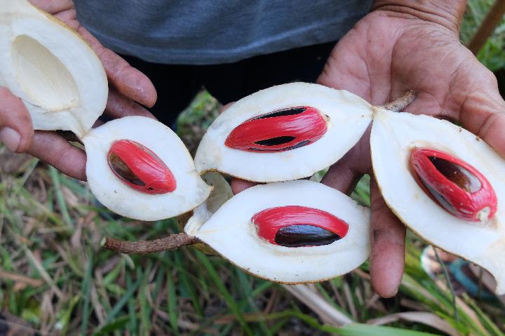 Nutmeg from Fakfak Regency, Papua. Dock. Inobu Foundation